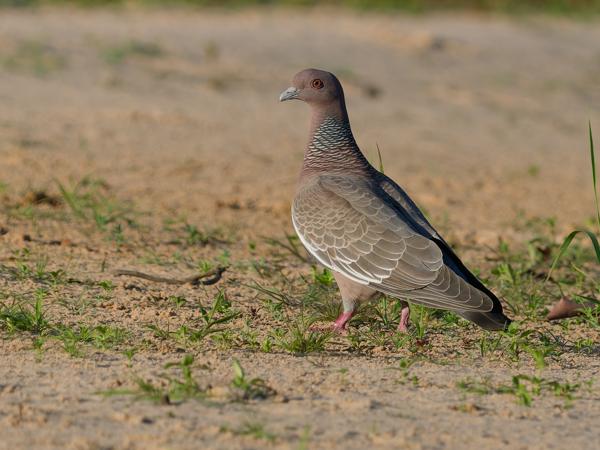 Picazuroduif (Patagioenas picazuro)